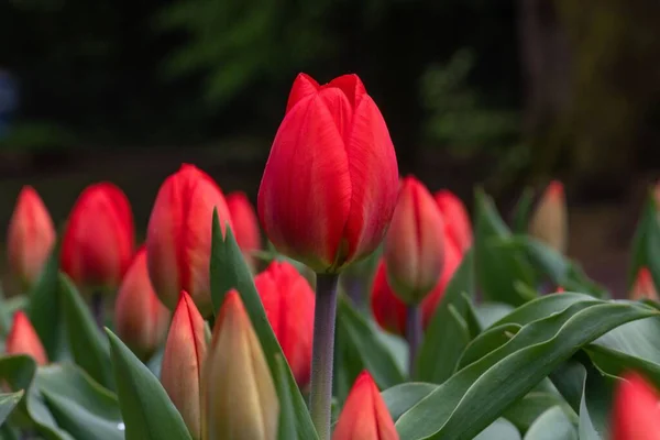 Zbliżenie Ujęcie Świeżych Czerwonych Tulipanów — Zdjęcie stockowe