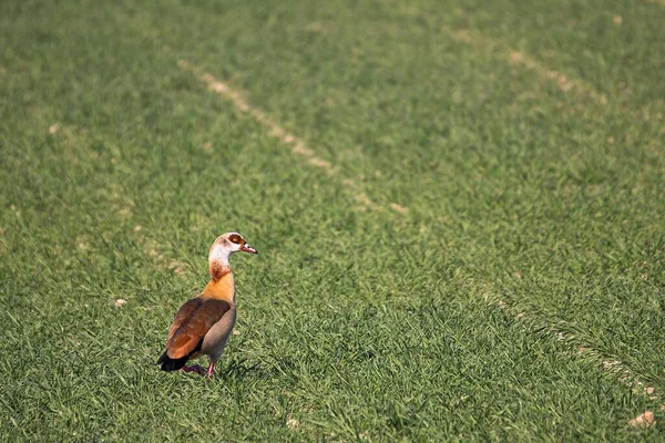 晴れた日に田舎の緑の畑に一人でエジプトのガチョウ — ストック写真