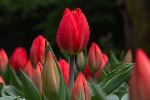 Closeup Shot Fresh Red Tulips — Stock Photo, Image