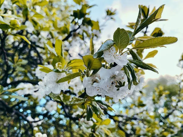 Белое Дерево Цветет Солнечный День — стоковое фото