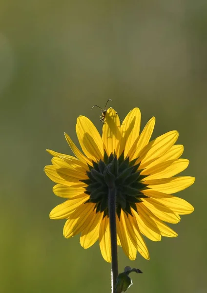 Vertical Shot Insect Sitting Sunflower — Stock Photo, Image