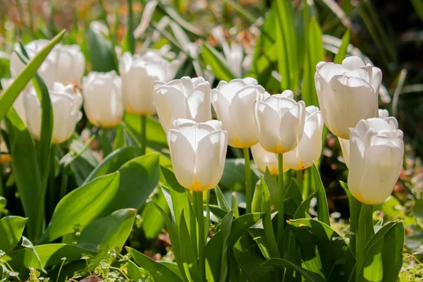 Zbliżenie Ujęcie Kwitnących Białych Tulipanów Ogrodowych — Zdjęcie stockowe