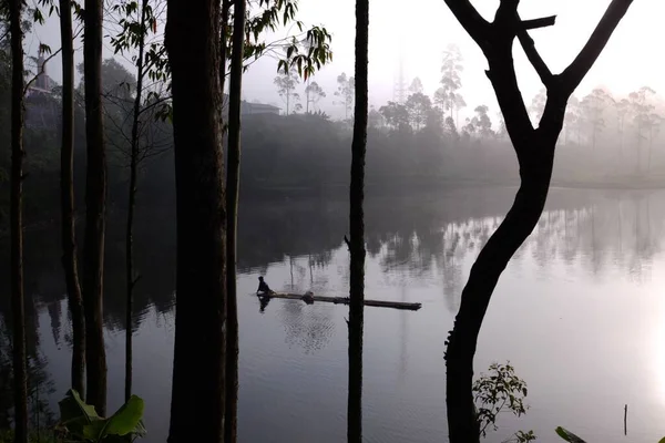 霧の日の湖の木の反射 — ストック写真