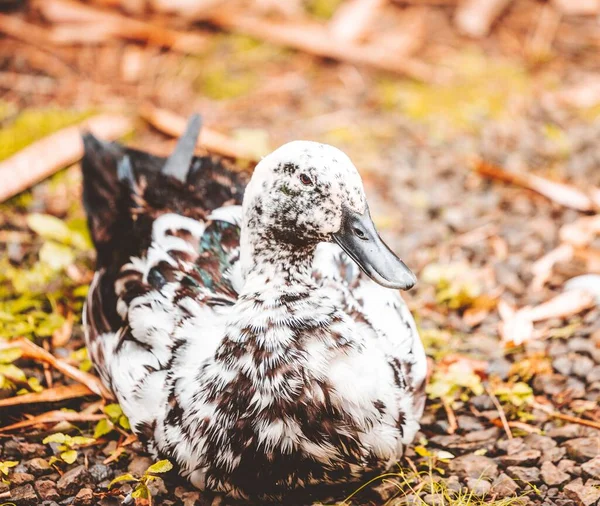Nahaufnahme Einer Schwarz Weißen Ente Die Auf Einem Boden Sitzt — Stockfoto