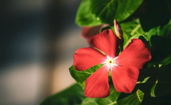 Red Madagascar Periwinkle Flower — Stock Photo, Image