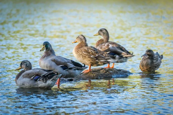Vahşi Kuşu Göl Kenarında Ördek Gibi Öter — Stok fotoğraf
