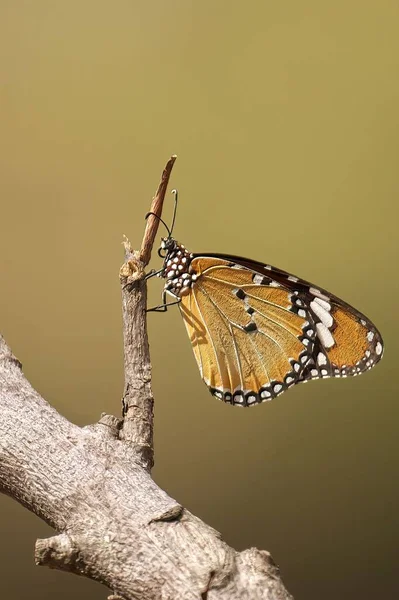 Ein Einfacher Tiger Schmetterling Auf Einem Ast — Stockfoto