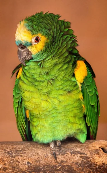 Papoušek Žlutými Šíji Amazona Auropalliata Sedící Dřevě — Stock fotografie