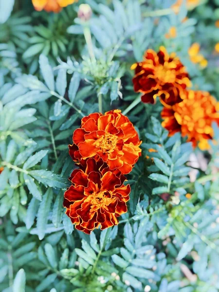 Egy Narancssárga Marigold Virágfaj Függőleges Képe Egy Bokorban — Stock Fotó