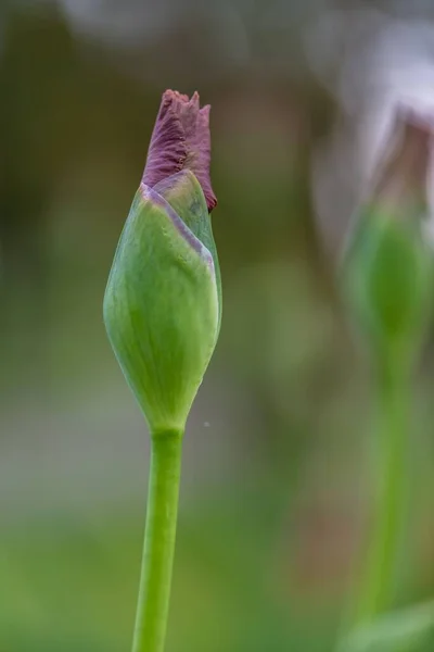 Pionowe Ujęcie Kwiatu Pąka Ogrodzie — Zdjęcie stockowe