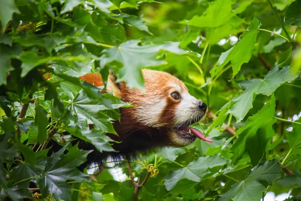 Retrato Lateral Panda Rojo Con Lengua Extendida Buscando Hojas Verdes — Foto de Stock