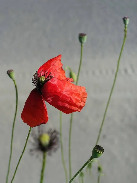 Une Fleur Pavot Rouge Avec Des Bourgeons Autour — Photo