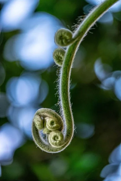 Selektiver Fokus Einer Wachsenden Grünen Pflanze — Stockfoto