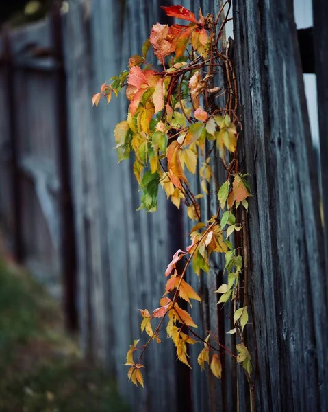 Tiro Vertical Uma Planta Escalada Com Folhas Coloridas Cerca Madeira — Fotografia de Stock