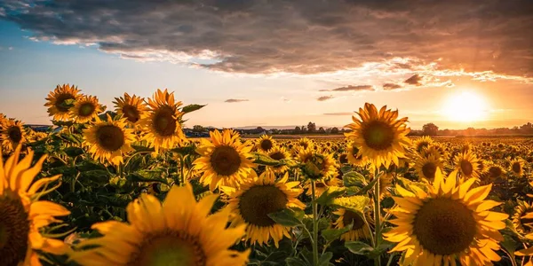 Сценічний Вид Заходу Сонця Величезному Полі Соняшника Німеччині — стокове фото