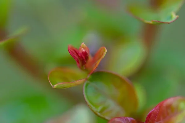 绿色植物变成红色的特写镜头 — 图库照片