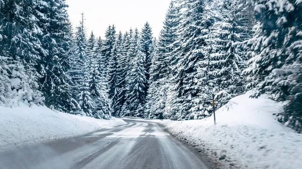 Vacker Utsikt Över Skogsvägen Omgiven Höga Tallar Täckta Med Snö — Stockfoto