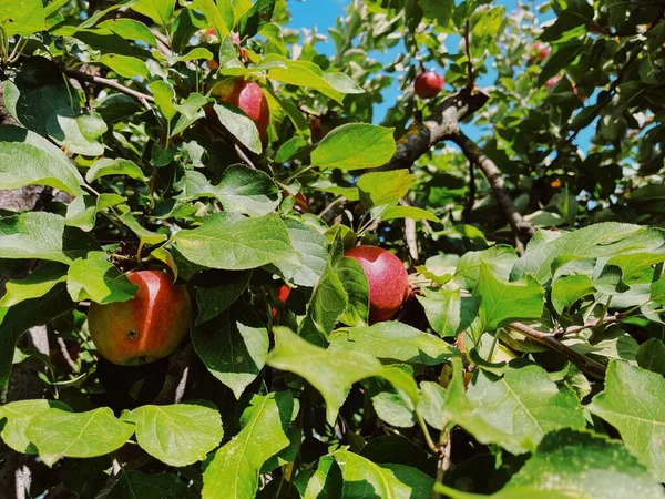 Primer Plano Manzanas Rojas Crecidas Las Ramas Árbol —  Fotos de Stock
