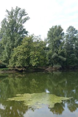 Güneşli bir günde ormandaki ağaçların olduğu güzel bir göl manzarası.