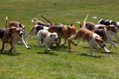 Çayırda koşan beyaz, bronz tenli ve siyah av köpekleri grubu.