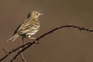 Ağaçta tünemiş bir çayır borusu