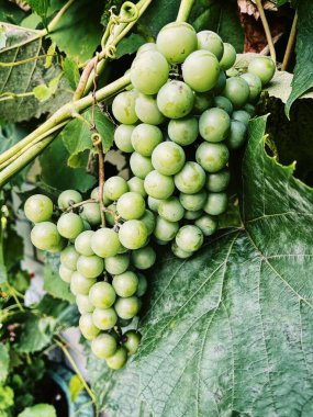 Bir tarlada yetişen üzümler