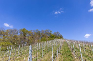 Açık mavi gökyüzünün altında güzel bir yaz üzüm bağı manzarası
