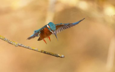 Bulanık bir arkaplanda uçan şirin bir Kingfisher (alcedo)