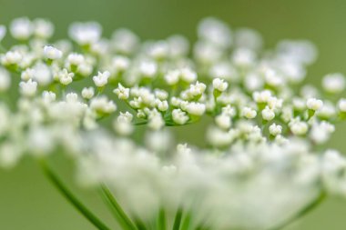 Bahçedeki yaşlı çiçek demetinin seçici odak noktası.