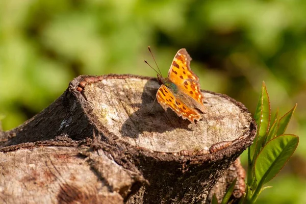 Ett Makro Skott Polygonia Album Fjäril Uppflugen Trä Stubbe — Stockfoto