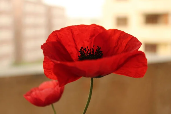 Close Red Poppy Flower Buildings Background — Stock Photo, Image