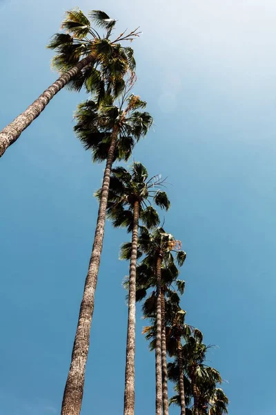 Tiro Baixo Ângulo Palmas Californianas Contra Céu Azul Claro Vertical — Fotografia de Stock
