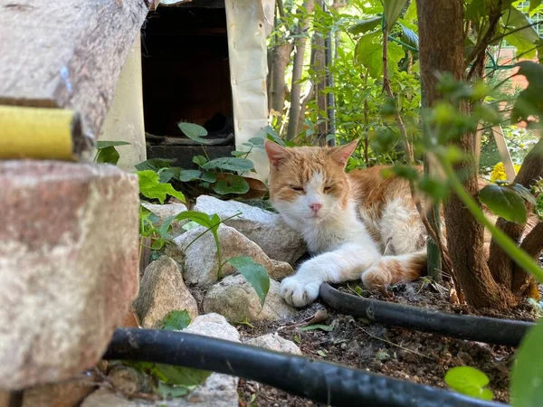 庭の茶色の猫 — ストック写真