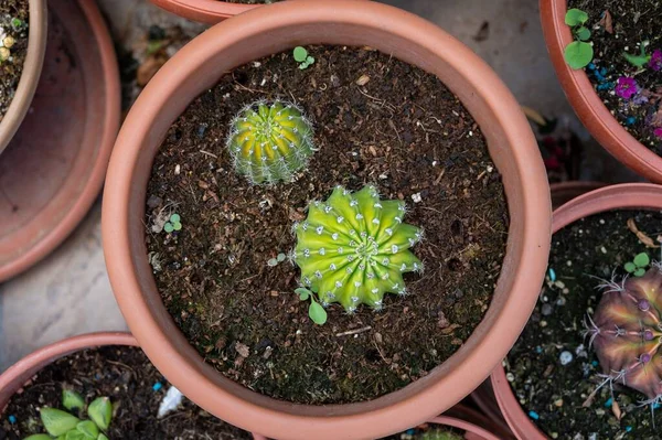 Una Vista Dall Alto Cacti Vaso Fiori — Foto Stock