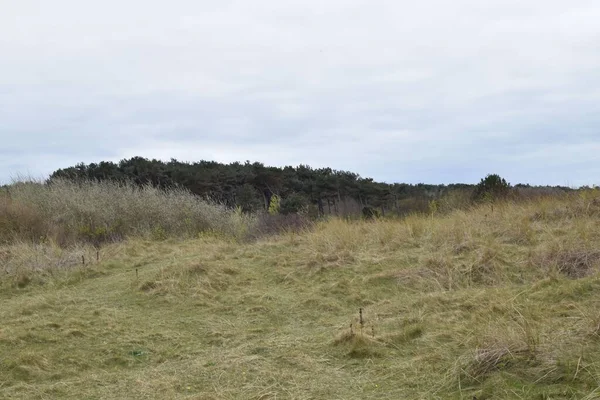 Eine Landschaft Mit Trockenem Gras Und Vegetation Unter Trübem Und — Stockfoto