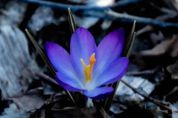 Vibrant Crocus Flower Dark Park — Stock Photo, Image
