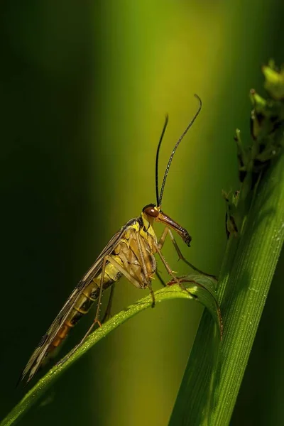 Gros Plan Vertical Une Scorpionfly Panorpa Germanica Sur Feuille — Photo