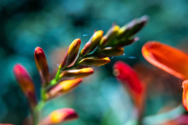 Una Colorida Flor Crocosmia Parque — Foto de Stock
