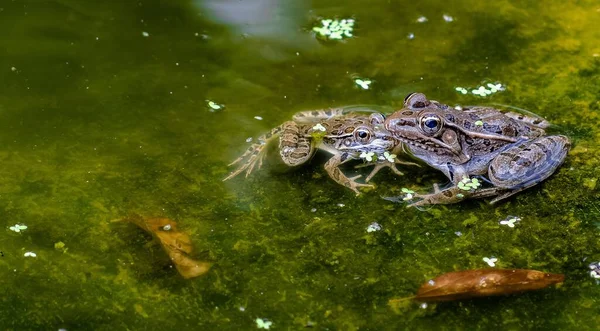 Two frogs in a pond water