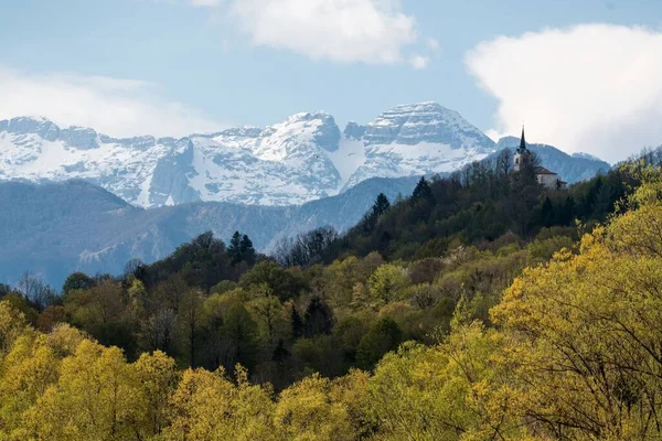 Hermoso Bosque Siempreverde Con Árboles Exuberantes Montañas Nevadas Fondo — Foto de Stock