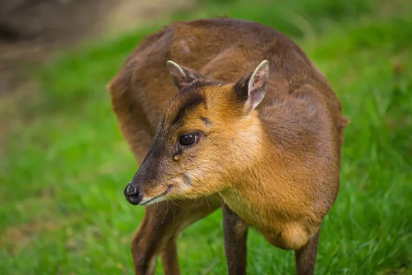 Retrato Muntjac Seu Habitat Natural — Fotografia de Stock