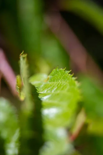 Макрознімок Зеленого Листя Парку — стокове фото