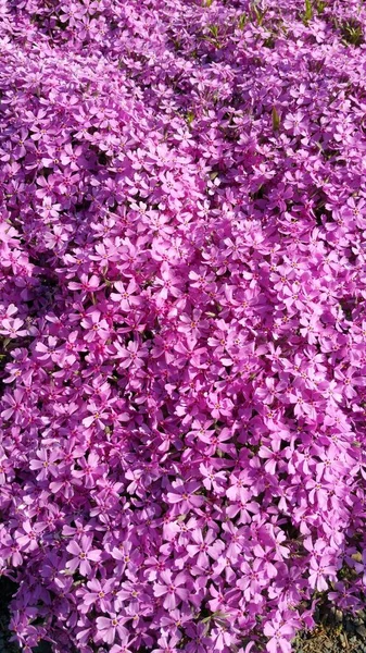 Вертикальный Снимок Бесчисленных Фиолетовых Цветков Флокса — стоковое фото