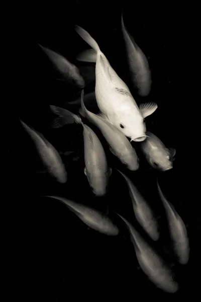 Tiro Vertical Vários Peixes Brancos Koi Nadando Água Escuro — Fotografia de Stock
