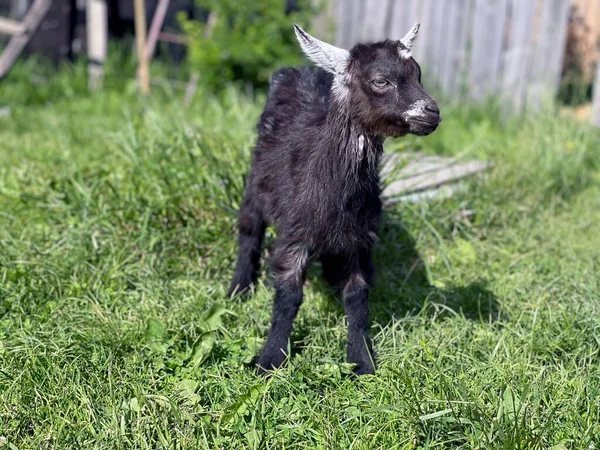阳光灿烂的农场里的一只小黑山羊 — 图库照片