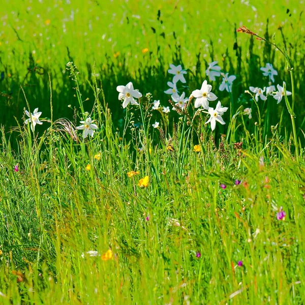 Die Schönen Weißen Narzissenblüten Auf Einem Feld — Stockfoto