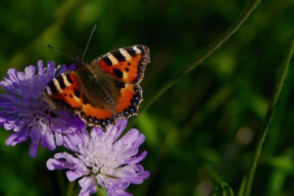 Egy Közeli Kép Pillangóról Egy Lila Virágon — Stock Fotó