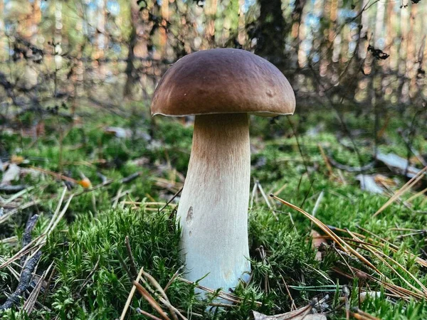 Champignon Dans Une Forêt — Photo