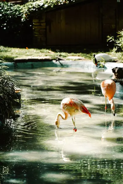 水面上美丽的火烈鸟 — 图库照片