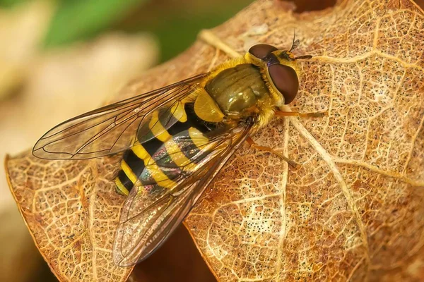 Eine Schwebfliege Auf Einem Gelben Blatt — Stockfoto